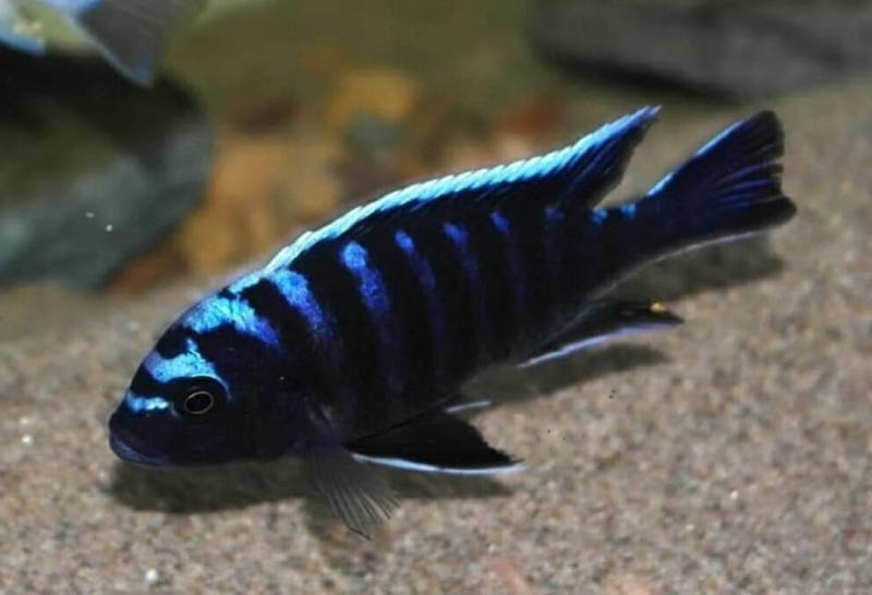 Cynotilapia afra 'Chizumulu Island'